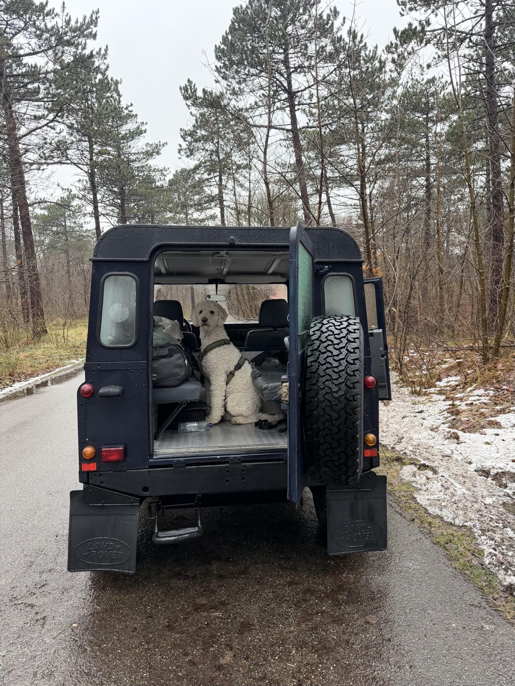Finn in the back of the Land Rover, ready for an adventure