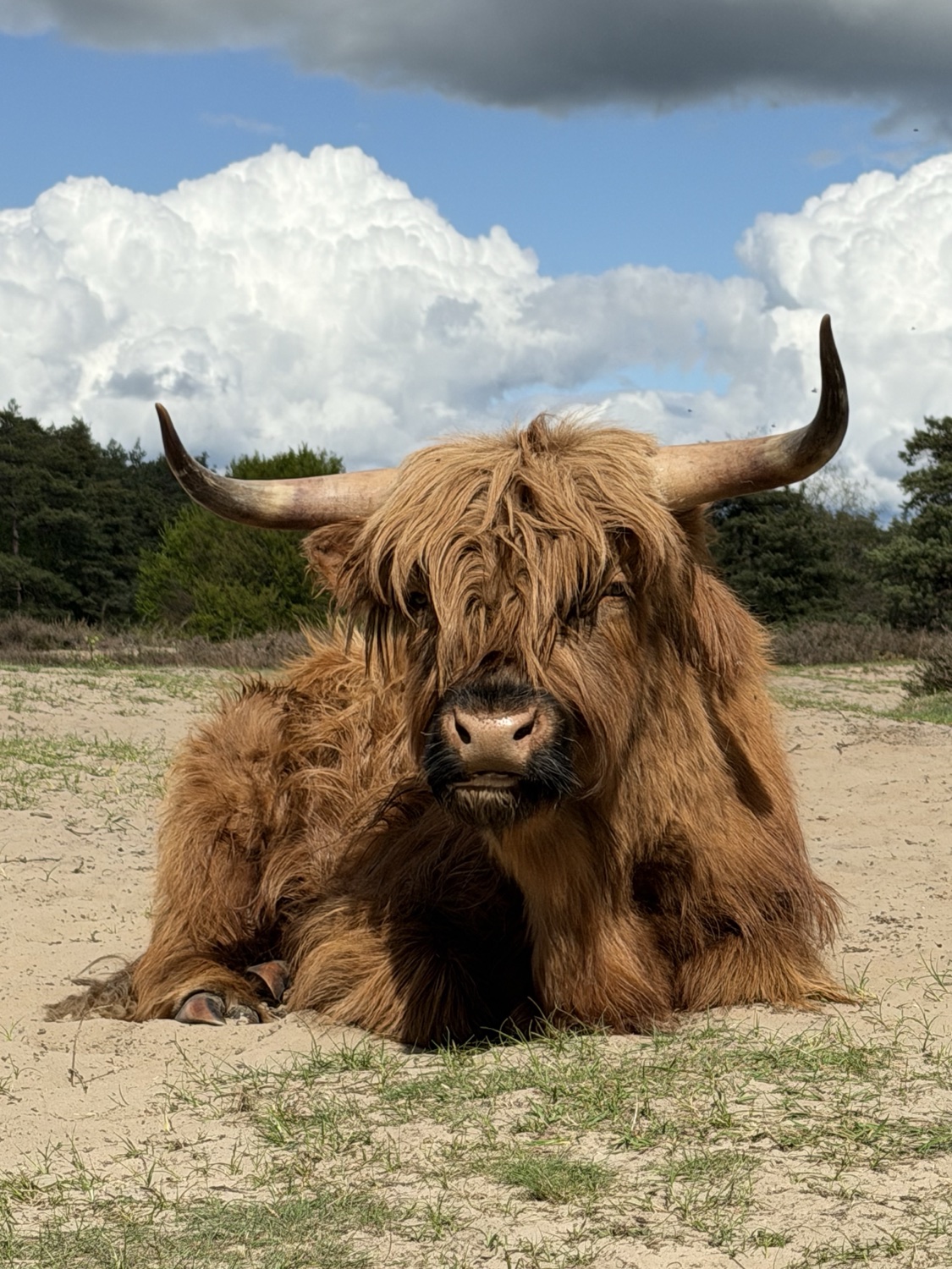 A Highland cow on the heath