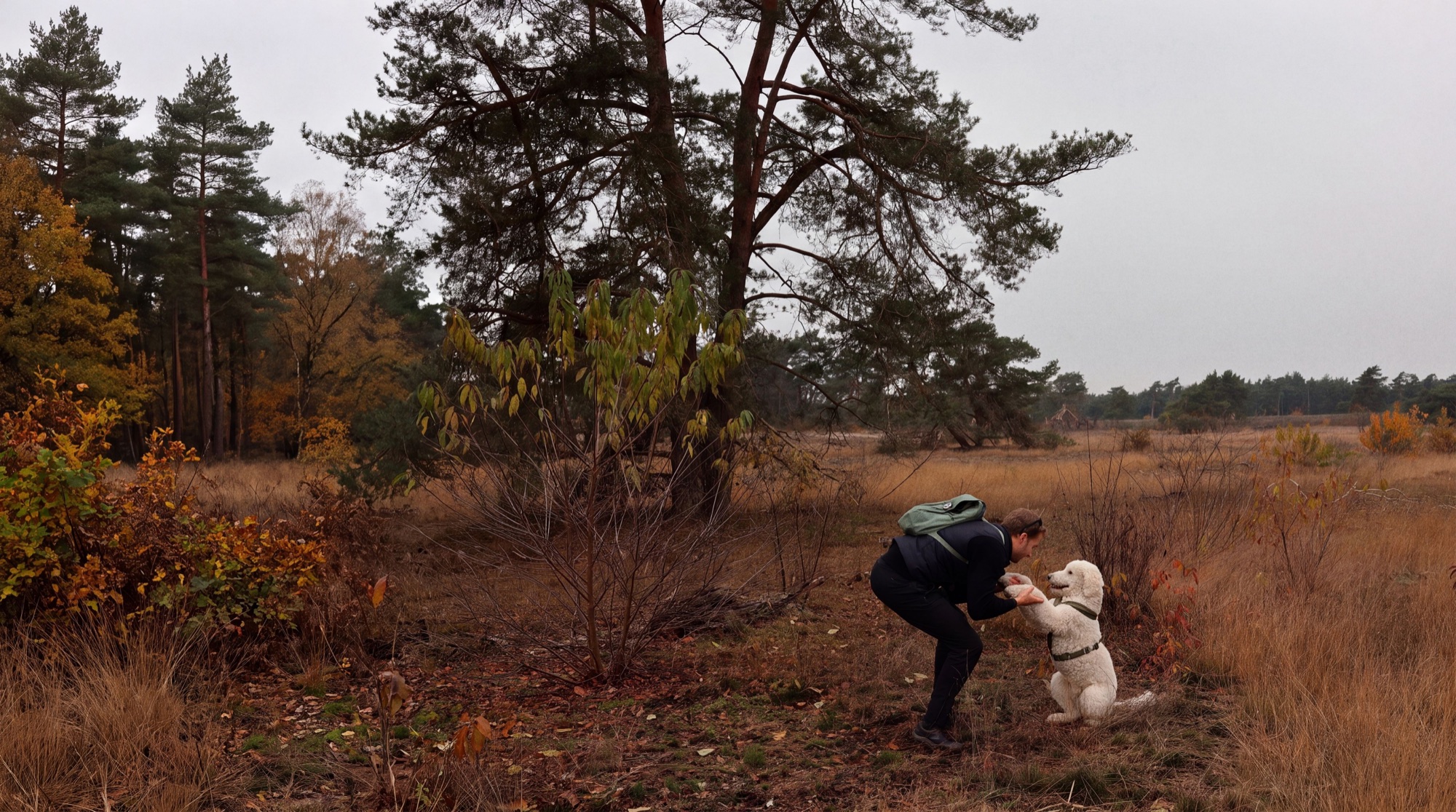 Floris and his dog on the heath