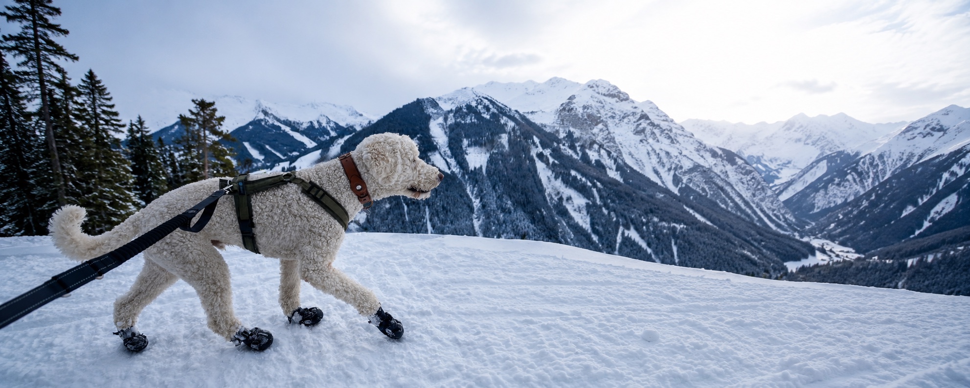 Finn hiking in the snowy mountains
