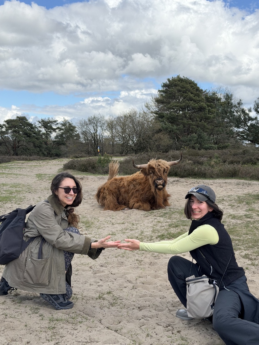 New friends meeting a Highland cow on the heath
