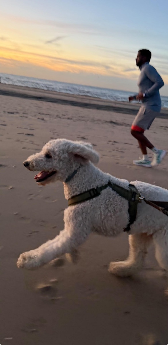 Running on the beach with the dog at sunset
